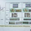 B10 biodiesel in Malaysia – separating fact from fiction