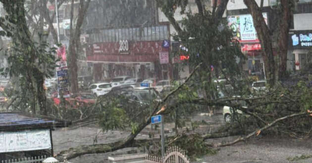 Bad weather results in fallen trees – why Special Perils add-on for your car insurance is a good idea