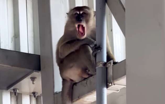 PLUS Sg Perak R&R closure tomorrow afternoon to tackle wild monkey problem, includes petrol station
