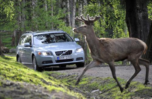 volvo animal Oh deer, watch out! – Volvo developing system to avoid collision with wild animals